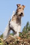 FOX TERRIER 051